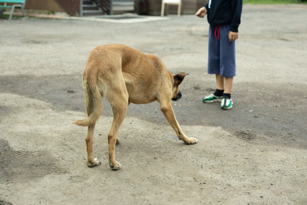 Stray dog cautiously approaching a child standing on a residential street, illustrating potential dog encounter risk